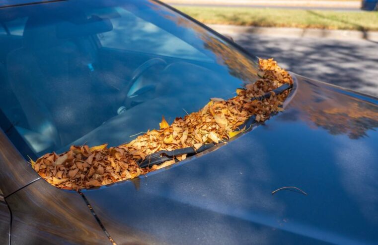 Have some tree sap sticking to your car? Follow these 4 easy steps to completely remove it!