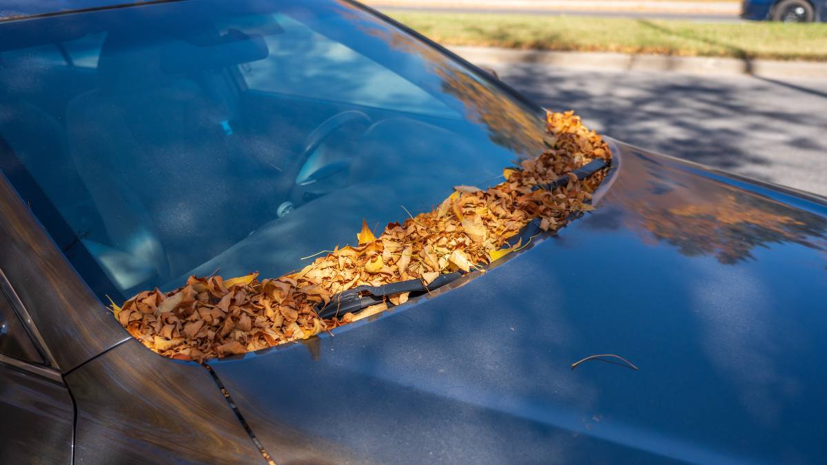 Have some tree sap sticking to your car? Follow these 4 easy steps to completely remove it!